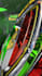do epic 3d logo animation with your country flag on it