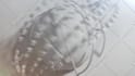 create glorious custom logo animation within 24 hour 3d 2d
