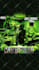 animate your spotify canvas, album cover, motion graphics