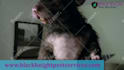 do funny short pest control video