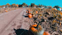 edit creative and cinematic travel or family video