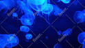 produce intro animation and motion graphics
