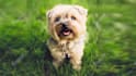 make talking dog and talking cat video message