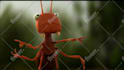 do a funny ants promo