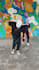 make dance video with two dancers on your music