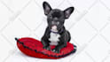 make talking dog and talking cat video message