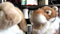 sing happy birthday with my rabbit puppet