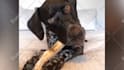 make funny dogs compilation videos for youtube and facebook
