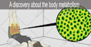 do anything in adobe animate