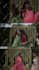 edit indian and foreign pre wedding weddingand more