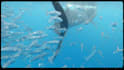 do exclusive travel, commercial, wedding video editing