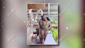 do royal wedding anniversary and birthday memories video