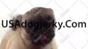 make a pug lick your logo or text only