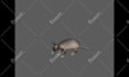 modelling texturing rigging animation