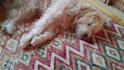 be your dog actor model or spokesperson