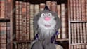 have greytail the wizard make a custom video for you