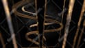 create epic luxurious gold cinematic 3d logo animation