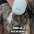 do voice over in swiss german dialect