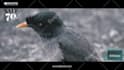 make professional short video ads for you