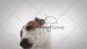 make funny dog licking video with your logo