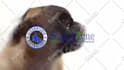 make a pug lick your logo or text only
