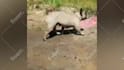 make monetizable cute funny pets compilation videos