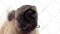 make a pug lick your logo or text only
