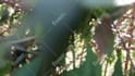 scream your name into a bush