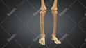 make high quality 3d medical animation