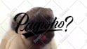make a pug lick your logo or text only