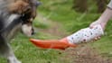 shoot dog accessory photography with dog model