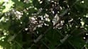 scream your name into a bush