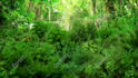 create natural scenic refreshing intro