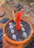 do obsession voodoo spell, obsession love spell