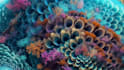 create ai videos for music visuals and immersive experiences