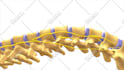 do high quality 3d medical animation and illustration
