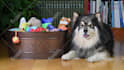 shoot dog accessory photography with dog model