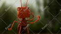 do a funny ants promo
