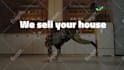 create a catchy real estate promo for you