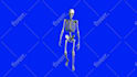 do character animation in maya and unreal for your video