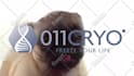 make a pug lick your logo or text only