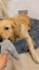 create ugc dog content for tiktok or video ads