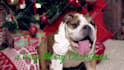 customize this video to promote your pet business