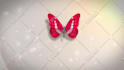 create butterfly logo  intro animation in HD