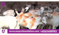add subtitles or captions to your english or arabic video