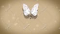 create butterfly logo  intro animation in HD