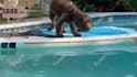make funny dogs compilation videos for youtube and facebook