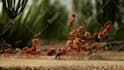 do a funny ants promo