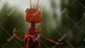 do a funny ants promo