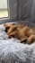 create german dog and pet ugc for tiktok and insta